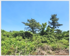  2024Ÿ��27402 ���� ���ֽ� ������ ����� 991      ����(�Ӿ�)���