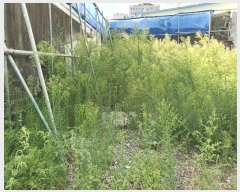  2024Ÿ31814  ֽ ﵵ̵ 801-1       ()