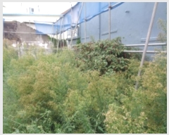  2024Ÿ31814  ֽ ﵵ̵ 801-1       ()