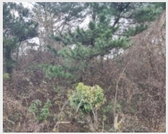  2024Ÿ35441  ֽ  69-15       (Ӿ)