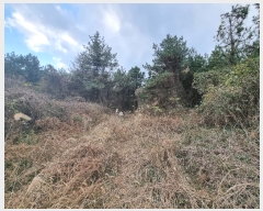  2024Ÿ35809  ֽ  õ 63-3      (Ӿ)