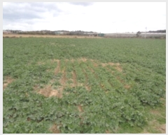  2024Ÿ36079    ŵ 33      (1)