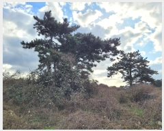  2024Ÿ36611  ֽ Ѹ  645      (1)