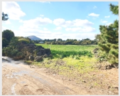  2024Ÿ10435  ֽ  ȭ 490      (Ӿ)