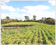  2024Ÿ10435  ֽ  ȭ 490      (Ӿ)