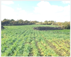  2024Ÿ10435  ֽ  ȭ 490      (Ӿ)