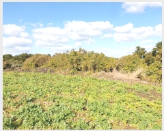  2024Ÿ10435  ֽ  ȭ 490      (Ӿ)