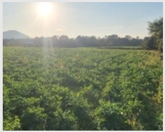  2024Ÿ10435  ֽ  ȭ 490      (Ӿ)