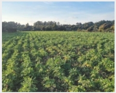  2024Ÿ10435  ֽ  ȭ 490      (Ӿ)