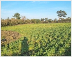  2024Ÿ10435  ֽ  ȭ 490      (Ӿ)