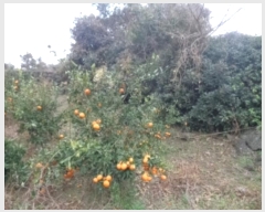  2024Ÿ��13496 ���� ���ֽ� �Ѱ�� û���� 1725-9      ����(��1)���