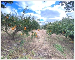  2024Ÿ��13762 ���� ���ֽ� ��õ�� ���긮 3557      ����(������)���