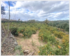  2024Ÿ��13762 ���� ���ֽ� ��õ�� ���긮 3557      ����(������)���