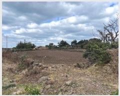  2024Ÿ13847  ֽ 쵵  1999-2      (1)