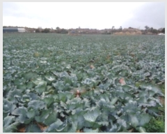  2024Ÿ��14192 ���� ���ֽ� �Ѱ�� ��õ�� 420      ����(��1)���