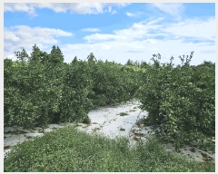  2024Ÿ32633    ︮ 124-1      (1)