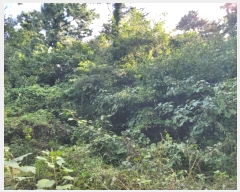  2024Ÿ33643  ֽ ƶ̵ 67       (Ӿ)