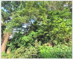  2024Ÿ33643  ֽ ƶ̵ 67       (Ӿ)