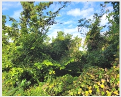  2024Ÿ33643  ֽ ƶ̵ 67       (Ӿ)