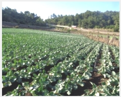  2024Ÿ33902   ȴ 踮 3140      (1)