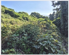  2024Ÿ35014  ֽ  1347-7       ()