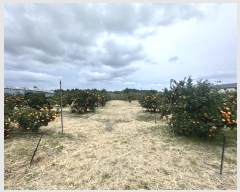  2024Ÿ35373    Ϸʸ 1228-1      ()