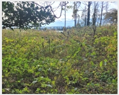  2024Ÿ36796   ȫ 1711       ()