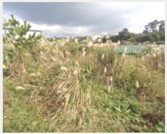  2024Ÿ11353   ȴ 踮 1140      (1)