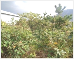  2024Ÿ11353   ȴ 踮 1140      (1)