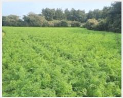  2024Ÿ12875    긮 2775      (Ӿ)