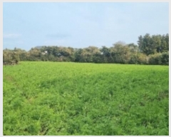  2024Ÿ12875    긮 2775      (Ӿ)