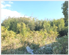  2024Ÿ��12967  �������