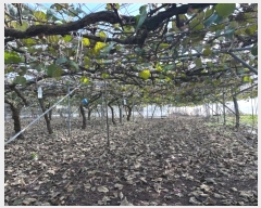  2024Ÿ13335  ֽ õ Դ 68-5      ,â