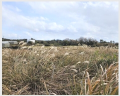  2024Ÿ��13427 ���� �������� �ȴ��� ������ 173-3      ����(������)���