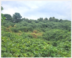  2024Ÿ��34028 ���� ���ֽ� �Ѱ�� ������ 1536-1      ����,â�����