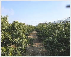  2024Ÿ37515   66 11       ð