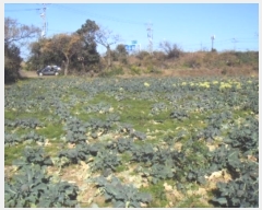  2024Ÿ13434  ֽ Ѹ 븮 666      (Ӿ)