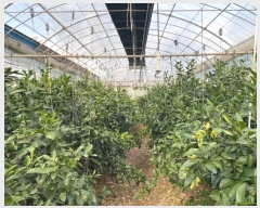  2024Ÿ��36550 ���� �������� ���� 387-3       ����(��)���