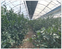  2024Ÿ��36550 ���� �������� ���� 387-3       ����(��)���