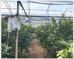  2024Ÿ��36550 ���� �������� ���� 387-3       ����(��)���