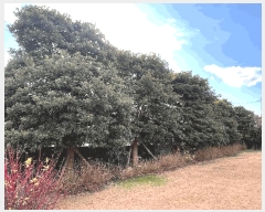  2024Ÿ��36642  �����