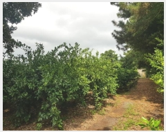  2024Ÿ��10107 ���� �������� ������ ������ 2387-1      ����(������)���