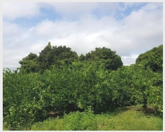  2024Ÿ��10107 ���� �������� ������ ������ 2387-1      ����(������)���