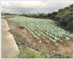  2024Ÿ��11377 ���� �������� ������ ������ 580      ����(��1)���