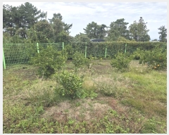  2024Ÿ12271  ֽ õ ̸ 354      ,â