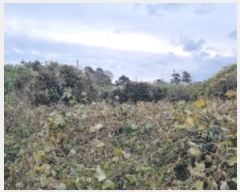  2024Ÿ��12615  �����