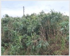  2024Ÿ��12615  �����