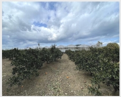  2024Ÿ��13250  �����