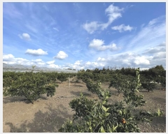  2024Ÿ��13250  �����