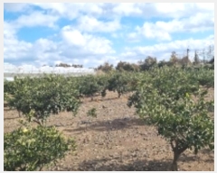  2024Ÿ��13250  �����